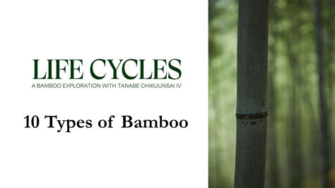 中間物 bamboo 意思